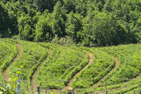 From Tirana: Vineyards, Wine Food Tasting + Lake & Boat Trip