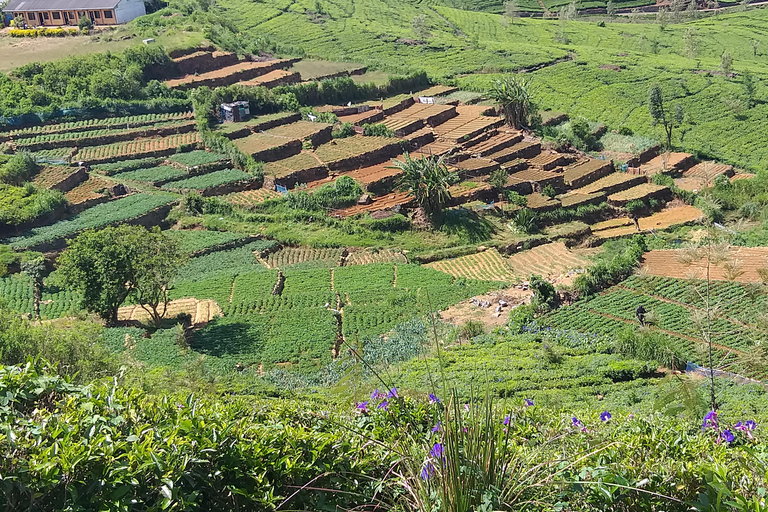 Trekking z Kandy do Ella