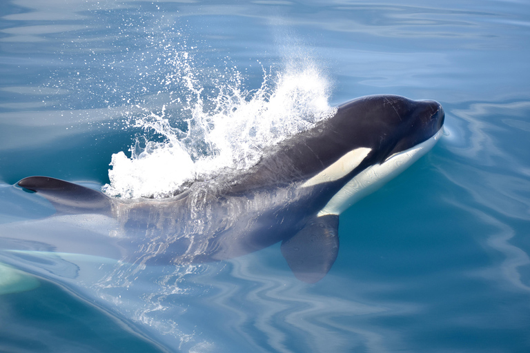 New: Into the Wild - 3H w/Marine Biologists - dolphins &more