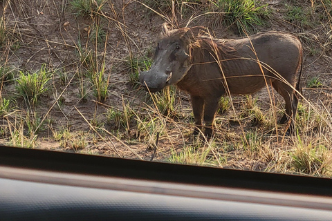 From Kampala: 2-Day Murchison Falls National Park Vacation