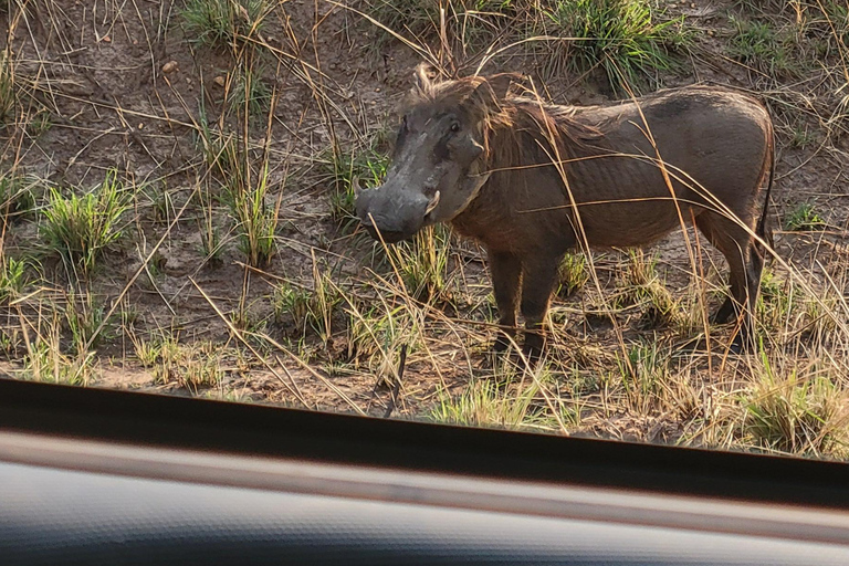 From Kampala: 2-Day Murchison Falls National Park Vacation