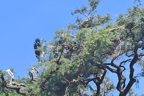 Addis Ababa: 6-Day Abijata Shalla NP & Bale Mountains Tour