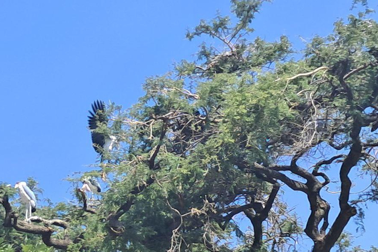 Addis Ababa: 6-Day Abijata Shalla NP & Bale Mountains Tour