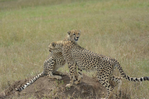 Tarangire National Park Day Trip with Pickup from Arusha