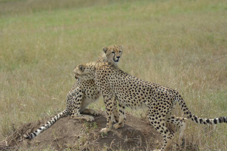 Tarangire National Park Day Trip with Pickup from Arusha