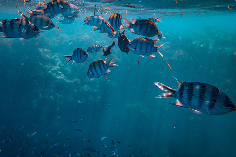 Phuket: PhiPhi Island Snorkeling Tour with Lunch Full Day Tour without Transfer