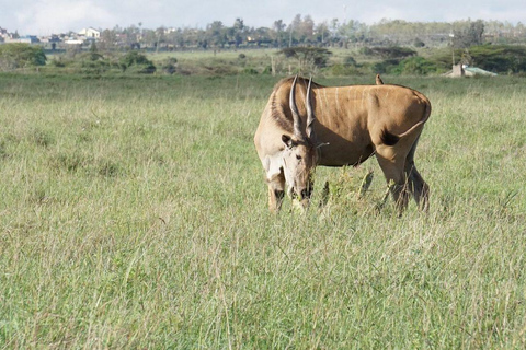 Nairobi National Park: Early Morning or afternoon adventure Early morning game drive in a Landcruiser JEEP