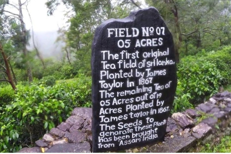Desde Kandy Visita a la plantación de té de James Taylor