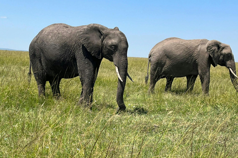 Vanuit Nairobi: 3 dagen, 2 nachten Maasai Mara-groepssafari met terreinwagen