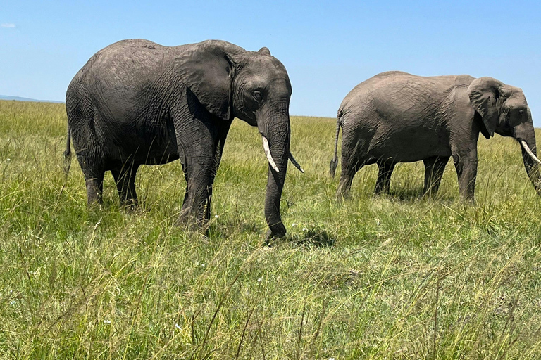 Vanuit Nairobi: 3 dagen, 2 nachten Maasai Mara-groepssafari met terreinwagen