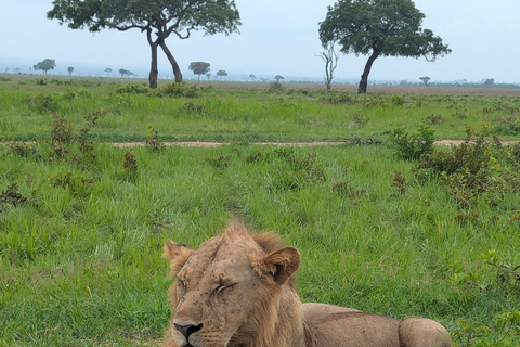 Arusha: 4 giorni di safari nel Serengeti e nel cratere del NgorongoroSafari privato