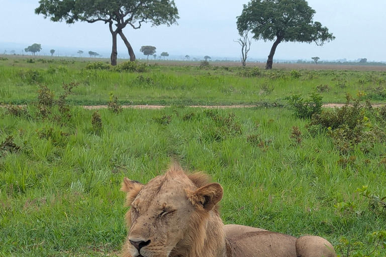 Arusha: 4 giorni di safari nel Serengeti e nel cratere del NgorongoroSafari privato