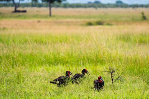From Zanzibar: Best Day Safari Mikumi with flights and lunch
