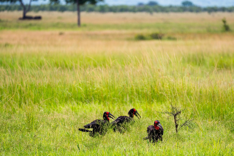 From Zanzibar: Best Day Safari Mikumi with flights and lunch