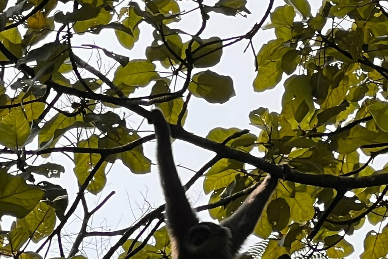 From Jakarta: 2-Day Bogor: Java Gibbon and Sunrise Tour