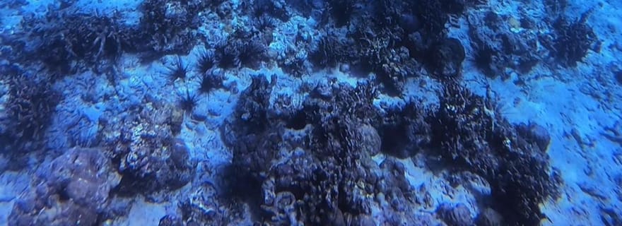 Île de Bantayan : Excursion de plongée en apnée