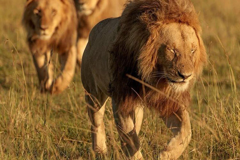 3-Day 2-Nights Maasai Mara Big 5 Safari All Inclusive