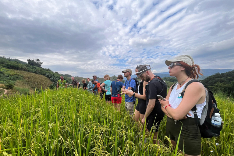 Chiang Rai: Jungle Adventure-Group Trekking & Bamboo Cooking