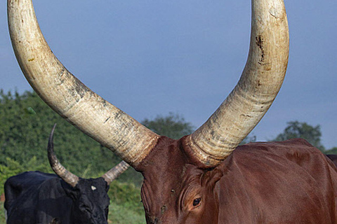 Lake Mburo 2-Day Cycling Safari, Picnic and Bush Breakfast