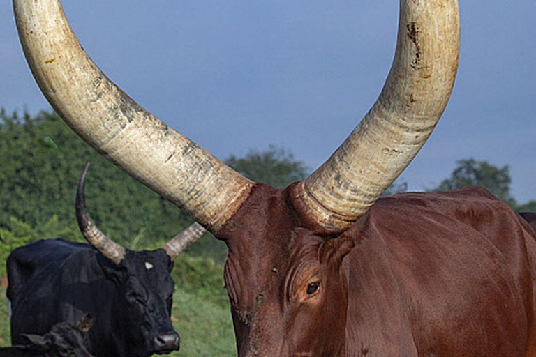 Lake Mburo 2-Day Cycling Safari, Picnic and Bush Breakfast