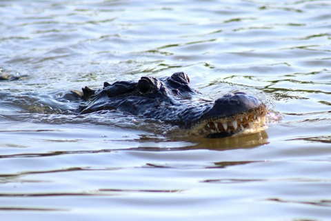 New Orleans: Swamp Tour on Covered Pontoon Boat Covered Swamp Tour with Transportation