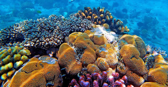 ZANZIBAR: Mnemba Dolphin, Snorkeling Tour with Boat ride.