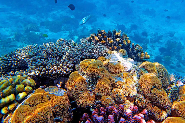 زنجبار: جولة دولفين منيمبا وغابة جوزاني ومدينة ستون تاون