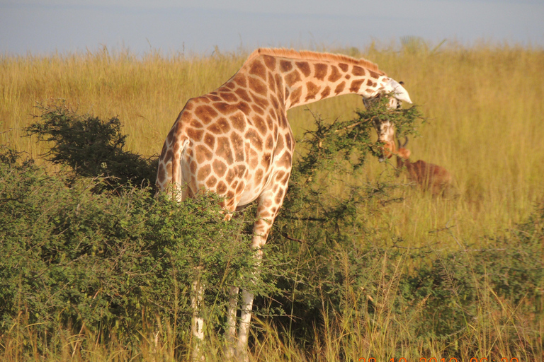 Safari de 3 dias nas Cataratas de Murchison e nos Big 5