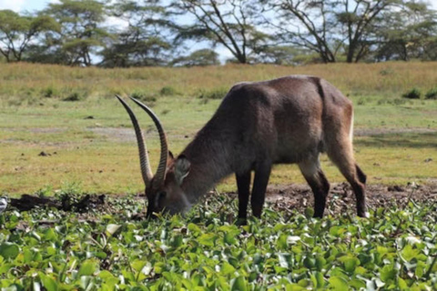 Nairobi: Hell’s Gate, Crescent Island, & Raptor Center Tour