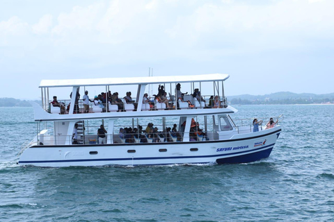Mirissa: Whale Watching Cruise With Blue Whales & Dolphins