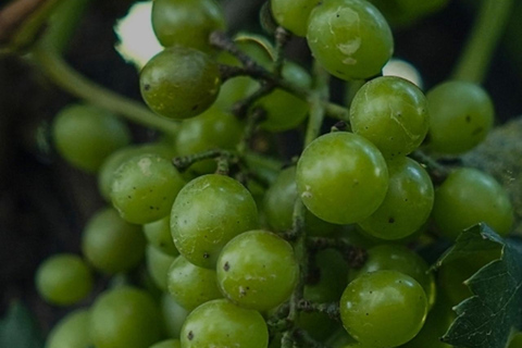 Medellin: Wine Tour in Antioquia, Flavors and unforgettable moments