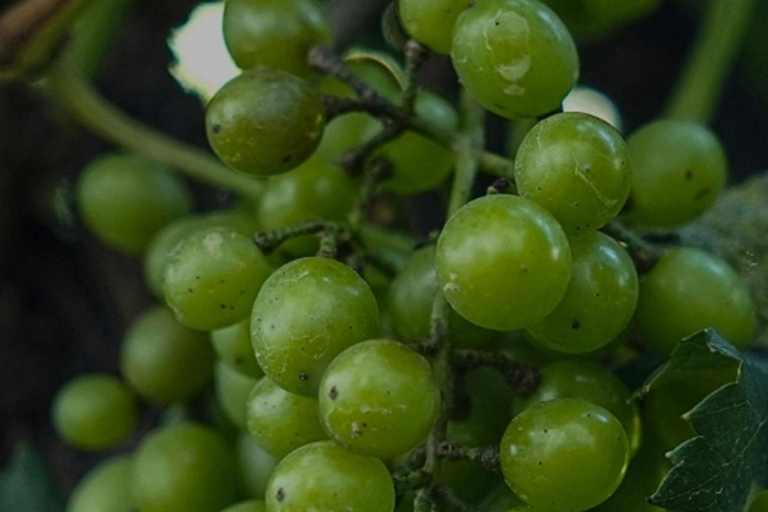Medellin: Wine Tour in Antioquia, Flavors and unforgettable moments