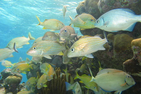 Akumal: Sea Turtles Snorkeling Tour with Park Entry Fee