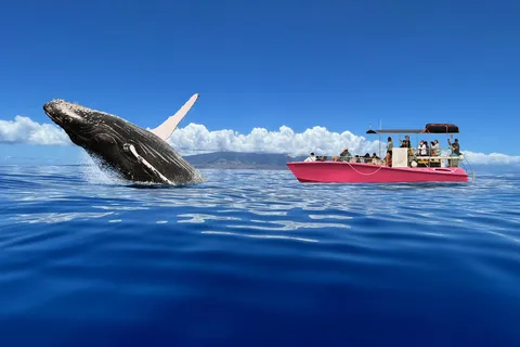 Maui: Sunrise Whale Watch