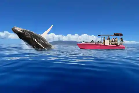 Maui: Sunrise Whale Watch