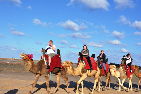 Djerba - en kamelritt Kamelridning till den blå lagunen vid solnedgången