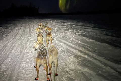 Fairbanks: Guided Dog Mushing Tour in Alaskan Winter