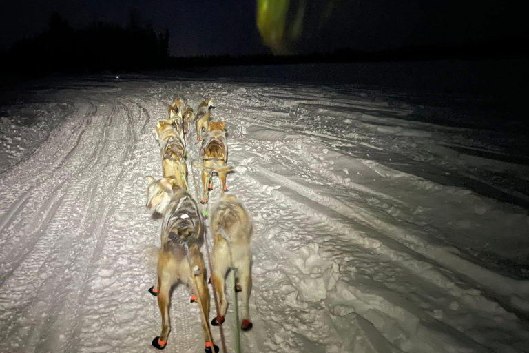 Fairbanks: Guided Dog Mushing Tour in Alaskan Winter