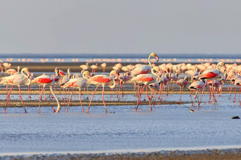 Escursione di 1 giorno sul Lago Natron