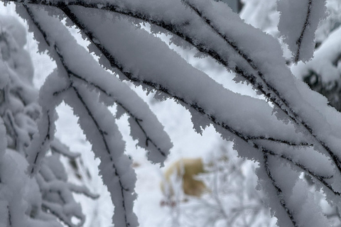 Rovaniemi: Ranua Zoo Guided Tour with Transfers