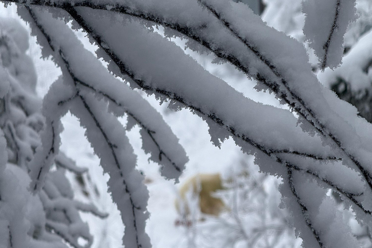 Rovaniemi: Ranua Zoo Guided Tour with Transfers