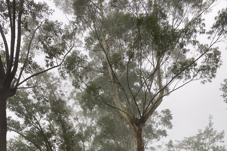 LOCATION: Hanthana to Galaha Pekoe Trail Stage 01 Trek Pekoe Trail Stage 01 -Hanthana to Galaha Tracking