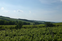 From Budapest, Half-Day Etyek Wine Tour with Meal - Housity