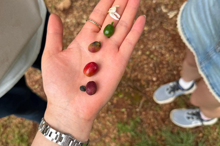 Nairobi: Fairview Coffee Estate Tour & Tasting