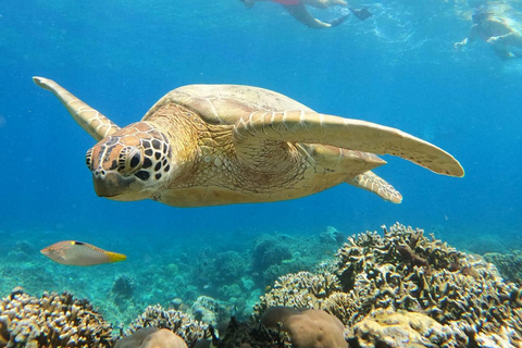 Van Gili Air : Gedeeld/Groep Snorkeltrip 3 EilandenGedeelde snorkeltour Gili Air