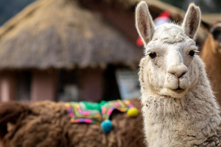 Private Tour from Cusco | Llama Tour + Clay Healing