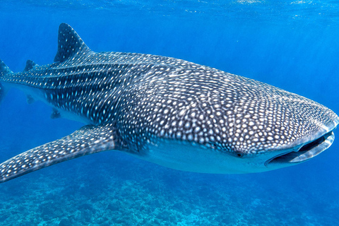 Labuan Bajo: 5-Day Komodo to Gili Trawangan Whale Shark Tour Standart Boat | Sharing Deck | No WHALE SHARK