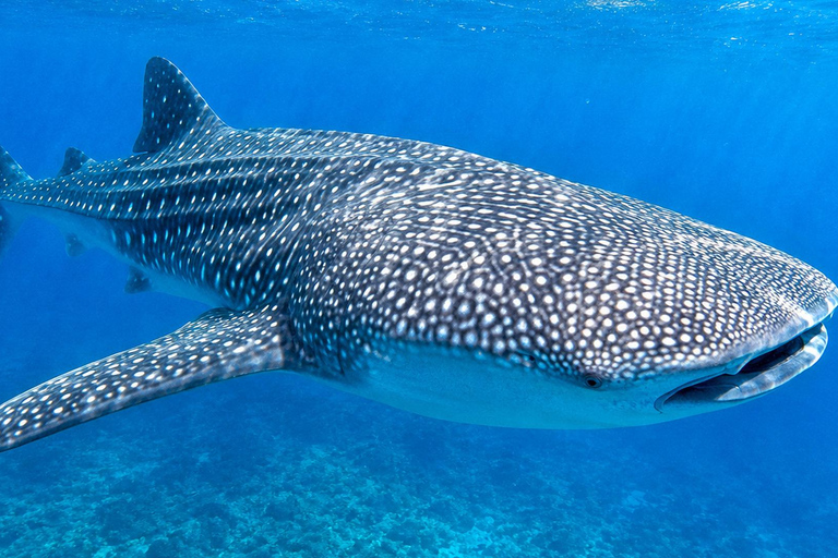 Labuan Bajo: 5-Day Komodo to Gili Trawangan Whale Shark Tour Standart Boat | Sharing Deck | No WHALE SHARK