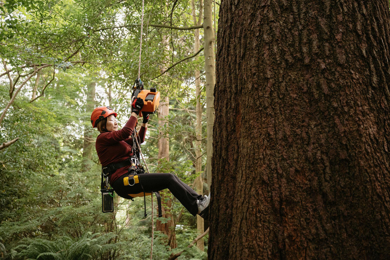 Vancouver Tree Climbing Tour: Canopy Expedition Adventure