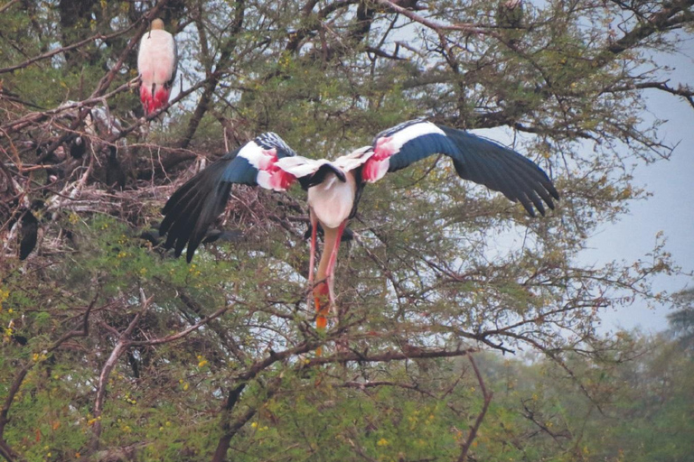 Rezerwat ptaków Sultanpur: 2-dniowa wycieczka z Delhi